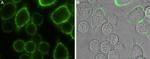 Orai1 (extracellular) Antibody in Immunocytochemistry (ICC/IF)