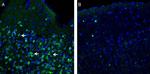 Orai1 (extracellular) Antibody in Immunohistochemistry (Frozen) (IHC (F))