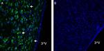 Orai1 (extracellular) Antibody in Immunohistochemistry (Frozen) (IHC (F))