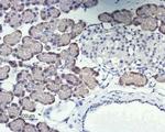 Orai1 (extracellular) Antibody in Immunohistochemistry (Paraffin) (IHC (P))