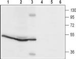 Orai1 (extracellular) Antibody in Western Blot (WB)