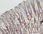 STIM1 (extracellular) Antibody in Immunohistochemistry (Paraffin) (IHC (P))