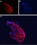 CACNA2D4 (CaV alpha 2 delta 4) (extracellular) Antibody in Immunohistochemistry (Frozen) (IHC (F))