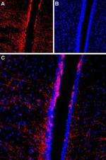 TRPC4 (extracellular) Antibody in Immunohistochemistry (IHC)