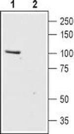 TRPC6 (extracellular) Antibody in Western Blot (WB)