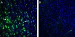 TRPM7 (extracellular) Antibody in Immunohistochemistry (Frozen) (IHC (F))