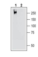 TRPM7 (extracellular) Antibody in Western Blot (WB)