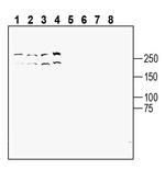 TRPM7 (extracellular) Antibody in Western Blot (WB)