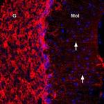 Connexin-43 Antibody in Immunohistochemistry (Frozen) (IHC (F))