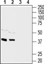 Connexin-43 Antibody in Western Blot (WB)