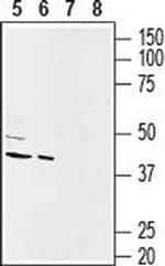 Connexin-43 Antibody in Western Blot (WB)