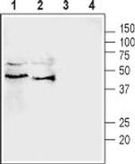 Pannexin 3 Antibody in Western Blot (WB)