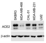 ACE2 Antibody