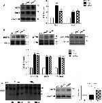 GSK3 alpha/beta Antibody in Western Blot (WB)