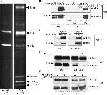 14-3-3 Pan Antibody in Western Blot (WB)