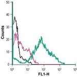 Anoctamin-6 (extracellular) Antibody in Flow Cytometry (Flow)