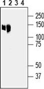 Anoctamin-6 (extracellular) Antibody in Western Blot (WB)