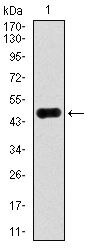 ATP Citrate Lyase Antibody in Western Blot (WB)