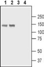 PMCA4 Antibody in Western Blot (WB)