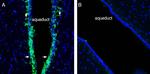 Cannabinoid Receptor 2 Antibody in Immunohistochemistry (Frozen) (IHC (F))