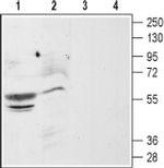 CXCR4 (extracellular) Antibody in Western Blot (WB)