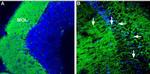 CRF1/CRHR1 (extracellular) Antibody in Immunohistochemistry (IHC)