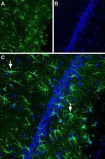 CNTFR alpha (extracellular) Antibody in Immunohistochemistry (IHC)