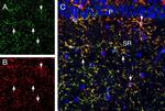 CX3CR1 (extracellular) Antibody in Immunohistochemistry (Frozen) (IHC (F))