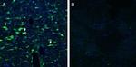 CRLR/CALCRL (extracellular) Antibody in Immunohistochemistry (Frozen) (IHC (F))