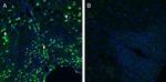 CRLR/CALCRL (extracellular) Antibody in Immunohistochemistry (Frozen) (IHC (F))