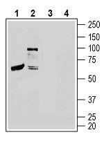 CRLR/CALCRL (extracellular) Antibody in Western Blot (WB)