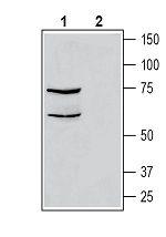 CRLR/CALCRL (extracellular) Antibody in Western Blot (WB)