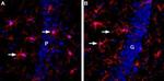 IBA1/AIF1 Antibody in Immunohistochemistry (Frozen) (IHC (F))