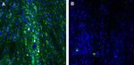 SLC22A2 (OCT2) Antibody in Immunohistochemistry (Frozen) (IHC (F))