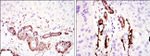 Alpha-Smooth Muscle Actin Antibody in Immunohistochemistry (Paraffin) (IHC (P))