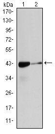 Alpha-Smooth Muscle Actin Antibody in Western Blot (WB)