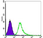 Alpha-Smooth Muscle Actin Antibody in Flow Cytometry (Flow)