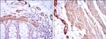 Alpha-Smooth Muscle Actin Antibody in Immunohistochemistry (Paraffin) (IHC (P))