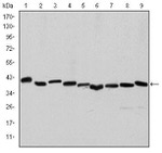 Alpha-Smooth Muscle Actin Antibody in Western Blot (WB)