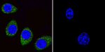 ARF1/ARF3/ARF5/ARF6 Antibody in Immunocytochemistry (ICC/IF)