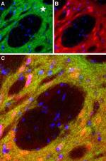 D1 Dopamine Receptor Antibody in Immunohistochemistry (Frozen) (IHC (F))