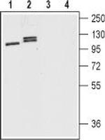 D1 Dopamine Receptor Antibody in Western Blot (WB)