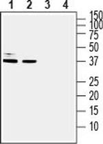 DARPP32 Antibody in Western Blot (WB)