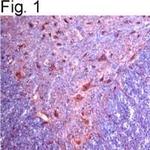 alpha-2c Adrenergic Receptor Antibody in Immunohistochemistry (IHC)