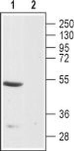 Endothelin Receptor B Antibody in Western Blot (WB)