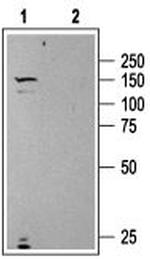 Urotensin II Receptor Antibody in Western Blot (WB)