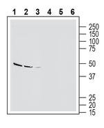 Endothelin Receptor B (extracellular) Antibody in Western Blot (WB)