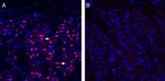 EphA1 (extracellular) Antibody in Immunohistochemistry (Frozen) (IHC (F))