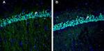 EphA3 (extracellular) Antibody in Immunohistochemistry (Frozen) (IHC (F))