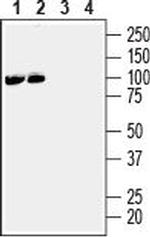 EphA3 (extracellular) Antibody in Western Blot (WB)